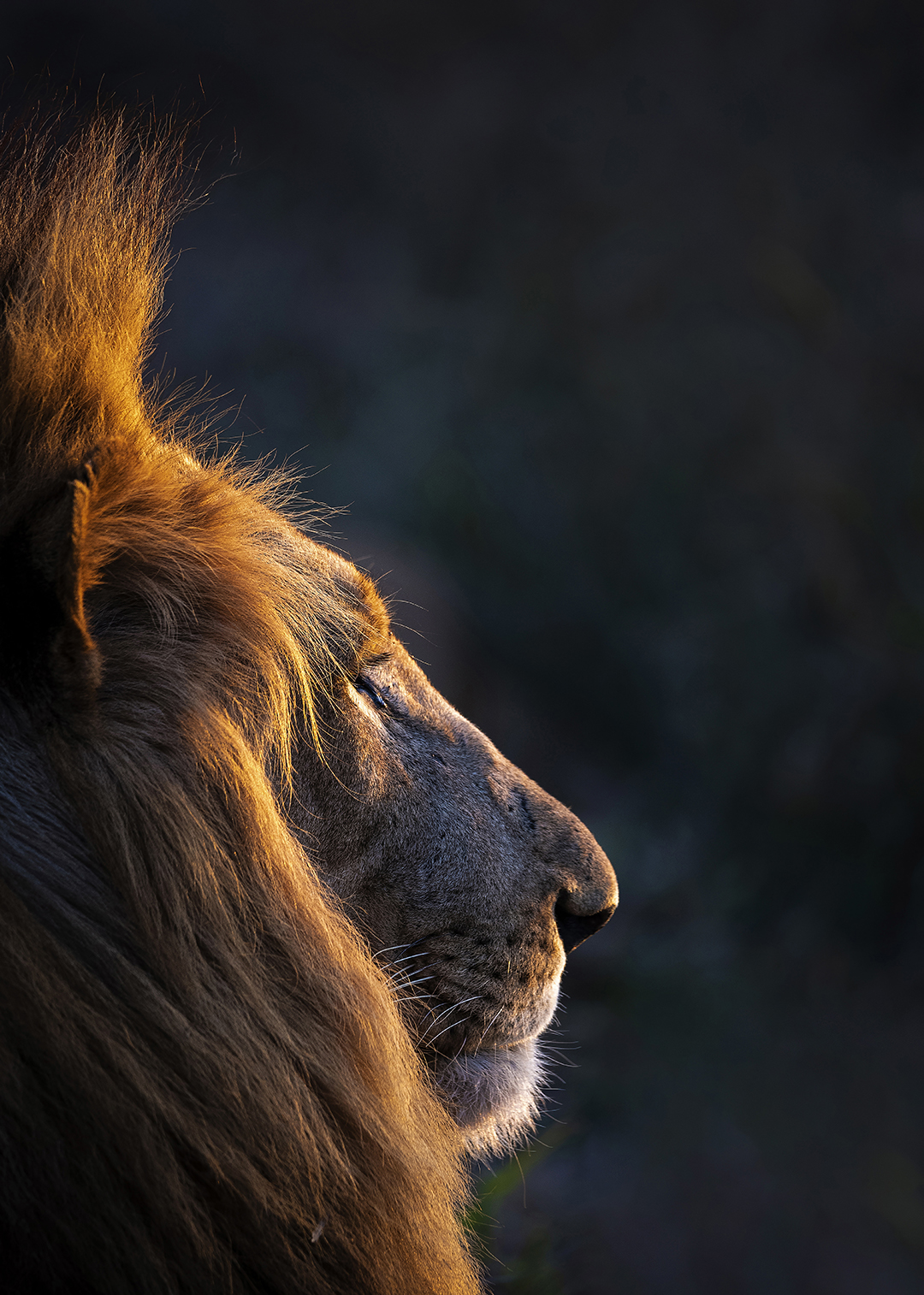 © Jonathan Ramael – Sunset Lion